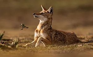 45 Award-Winning Wildlife Photos That Reveal The Beauty Of Our Natural World