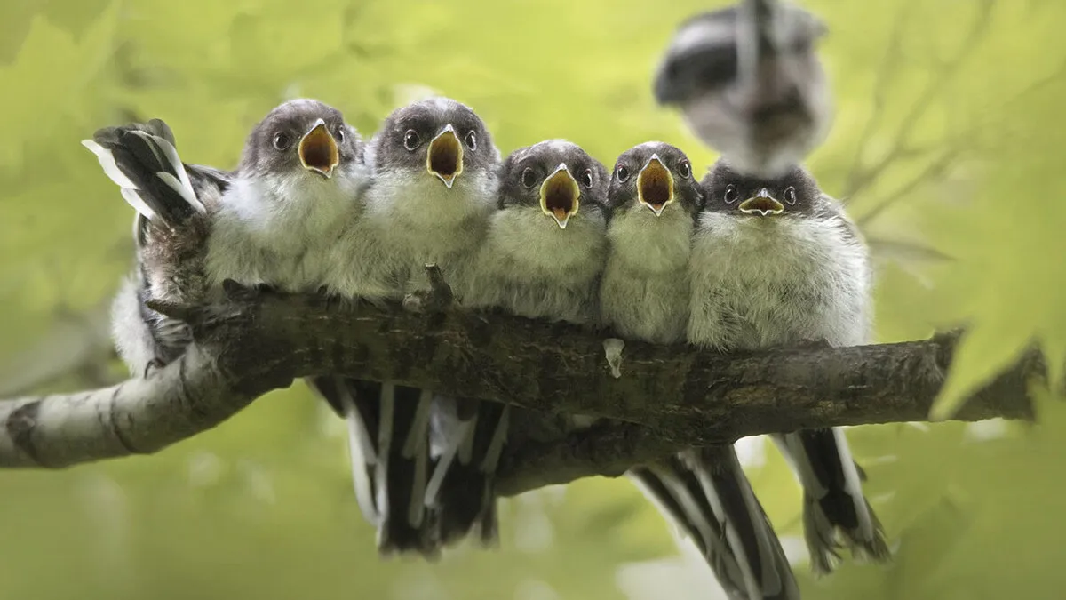 85 Of The Best Wildlife Photos From The Nature Photographer Of The Year Contest (2016–2025)