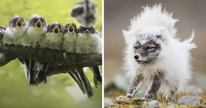 85 Extraordinary Wildlife Photos From A Decade Of The Nature Photographer Of The Year Contest