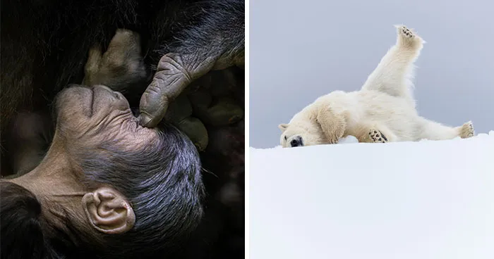 76 Breathtaking Wildlife Photos From The NPOTY People’s Choice Award Over The Years