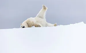 76 Breathtaking Wildlife Photos From The NPOTY People’s Choice Award Over The Years