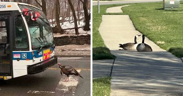 54 Hilarious Photos Of Angry Birds Showing Just How Mean They Can Be (New Pics)