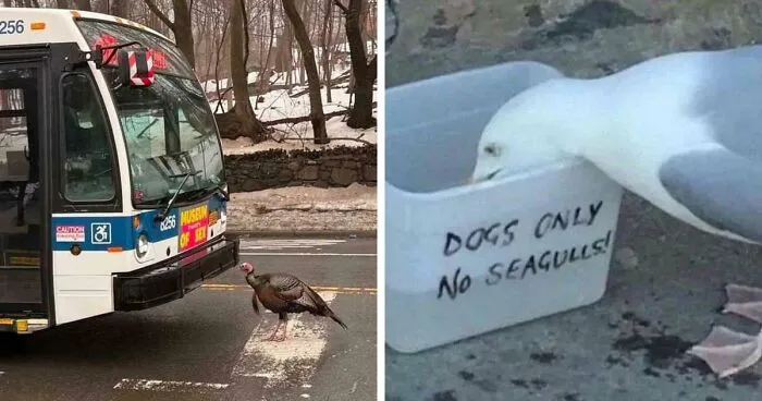 54 Hilarious Photos Of Angry Birds Showing Just How Mean They Can Be (New Pics)