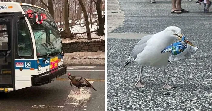 54 Hilarious Photos Of Angry Birds Showing Just How Mean They Can Be (New Pics)