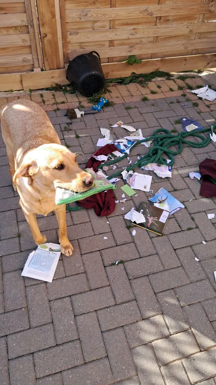 Yellow dog holding plastic bag in mouth with torn papers outside