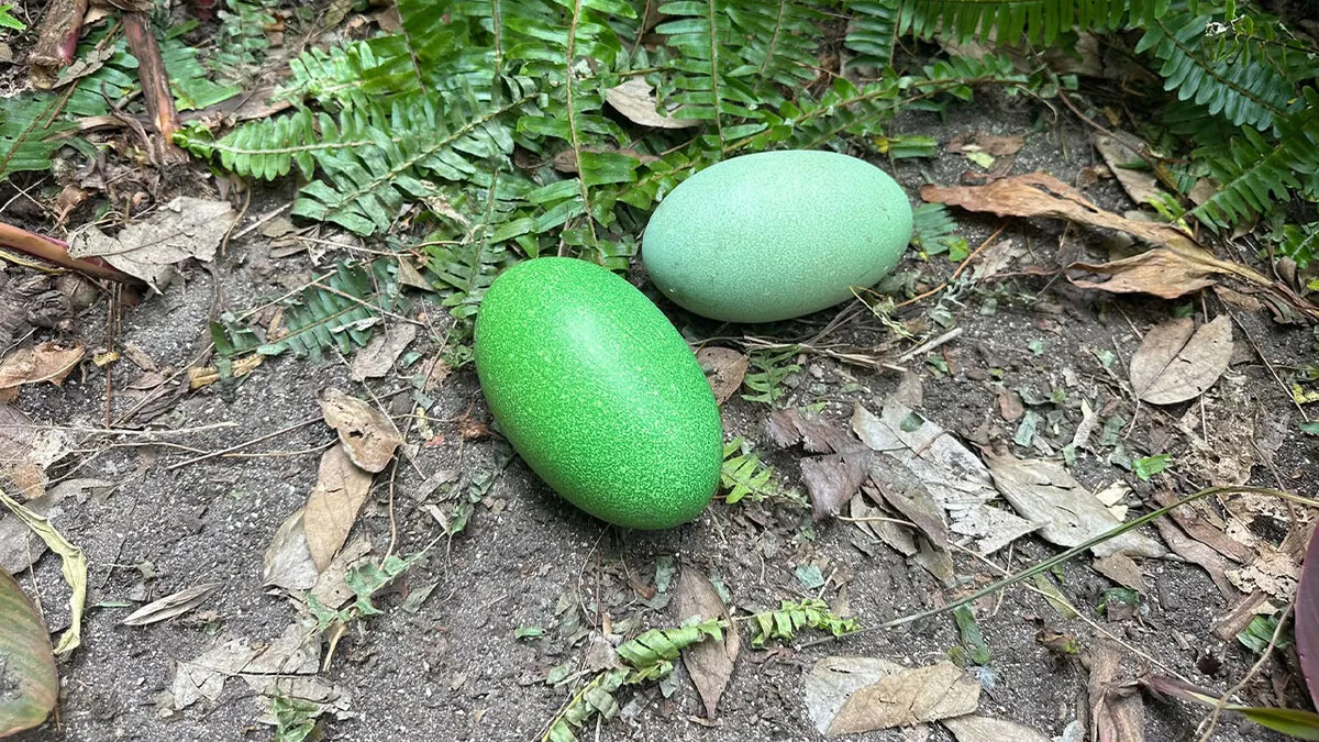 Adelaide Zoo Celebrates A Rare Milestone As Cassowary Couple Lays Three Stunning Green Eggs
