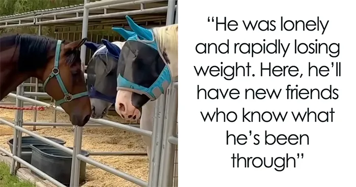 Rescued Senior Horse Finds Love After Being Bullied By His Herd