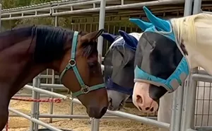 Rescued Senior Horse Finds Love After Being Bullied By His Herd