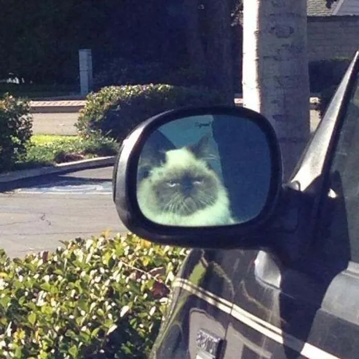 Grumpy cat reflection caught in a car side mirror.