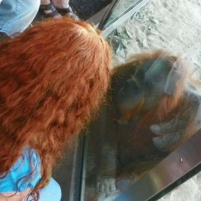 Funny mirror pic of a woman with red hair looking into glass reflection that aligns perfectly with an orangutan.