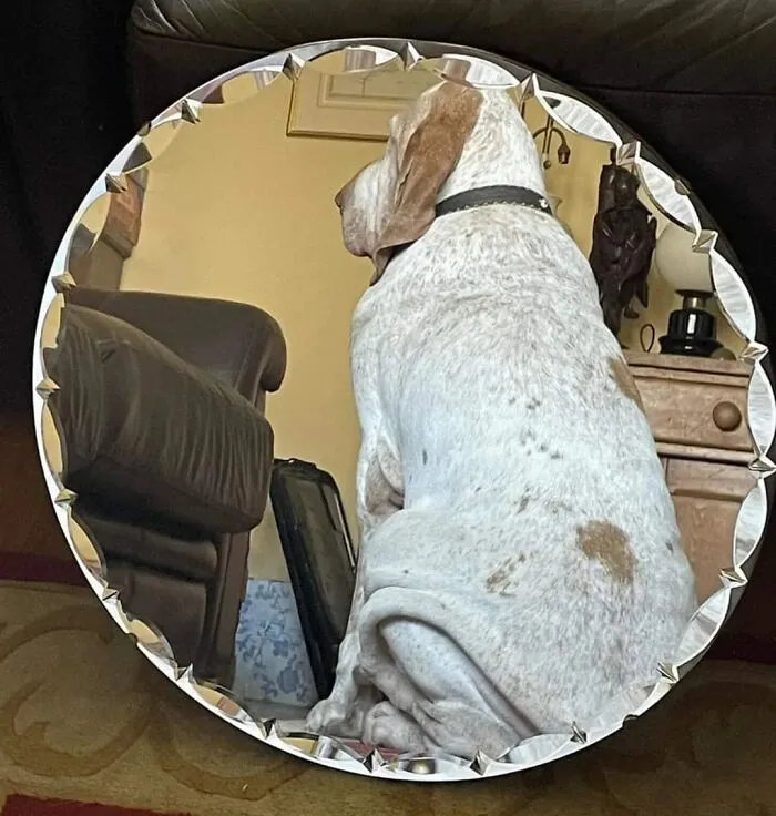 Funny mirror pics featuring a dog sitting behind a round mirror showing its reflection