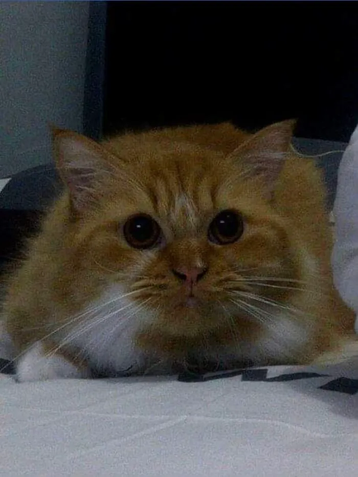 Close-up of a fluffy orange cat in viral TikTok trend of life stories lived alongside pets