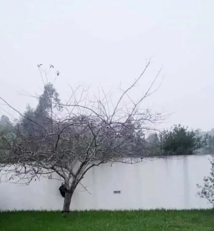A bare tree behind a white wall looking like a perfectly confusing photo optical illusion.