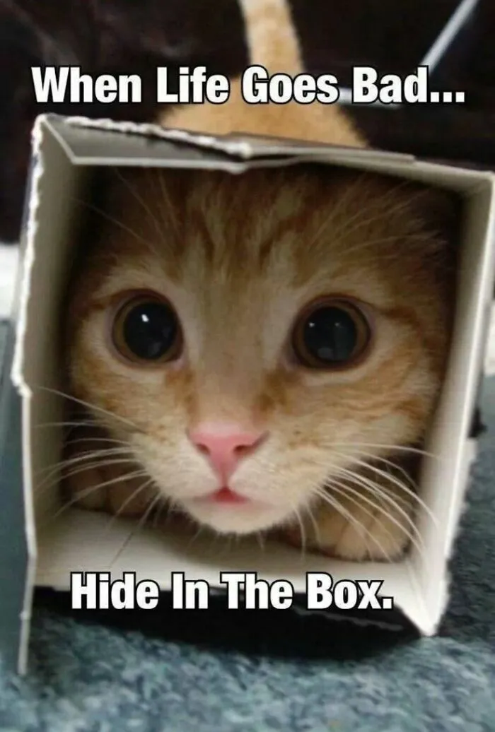 Cat's face peeking out of a box with caption about hiding when life goes bad