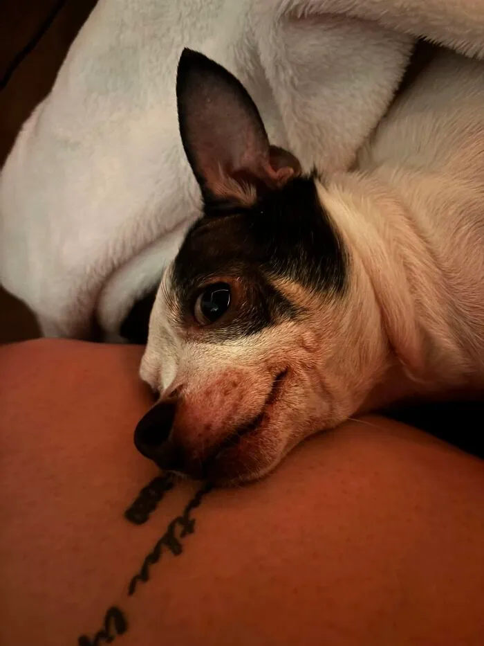 Close-up of a small black and white dog resting on a lap, showcasing a viral TikTok trend of sharing life stories.