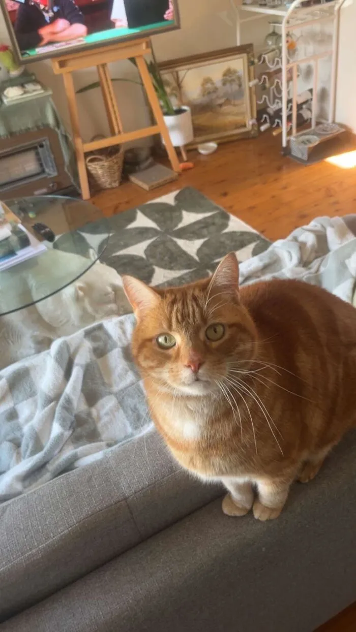 An alert orange tabby cat sits on a grey couch in a living room, a beloved pet sharing life stories.
