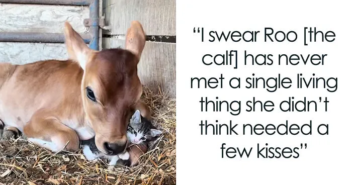 Farm Owner Witness Tiny Kitten Has Picked A Calf As His Guardian, And Viewers Can’t Get Enough