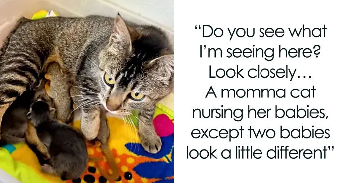Mother Cat Who Lost Her Kittens Takes In Two Orphaned Baby Squirrels In A Heartwarming Viral Video