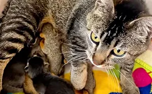 Cat Nurses Two Baby Squirrels As If They Were Her Own In An Unbelievable Animal Rescue Story