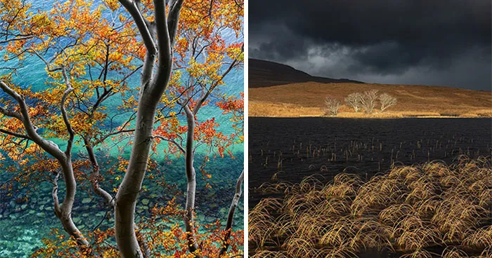 81 Pics That Prove Nature Never Runs Out Of Surprises From The 2026 NLPA Awards