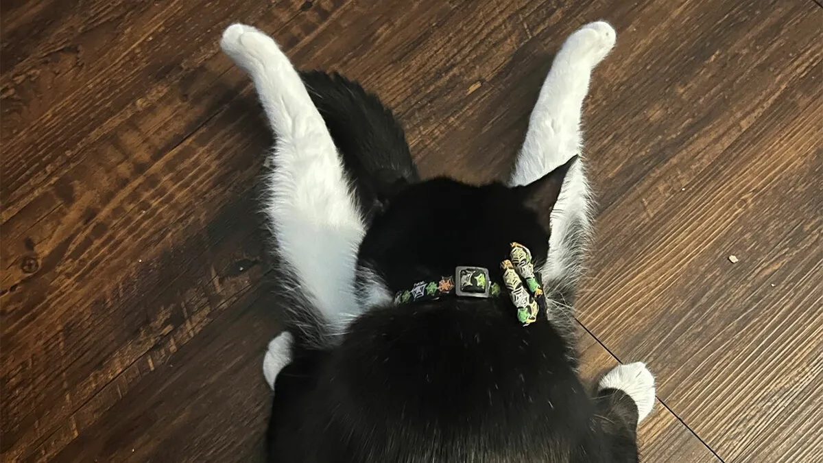 73 People Shared The Weirdest And Funniest Positions Their Cats Have Been Found In