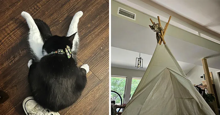 73 People Shared The Weirdest And Funniest Positions Their Cats Have Been Found In