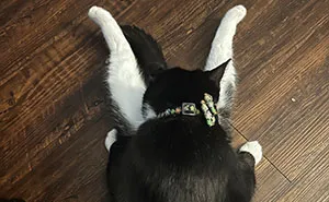 73 People Shared The Weirdest And Funniest Positions Their Cats Have Been Found In