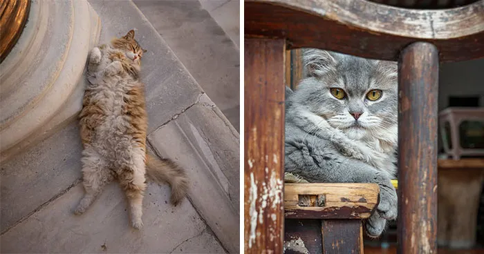 26 New Photos Of Street Cats By Marcel Heijnen That Prove They Can Make Themselves At Home Anywhere