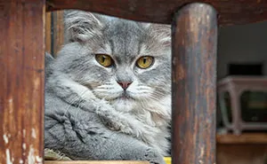26 New Photos Of Street Cats By Marcel Heijnen That Prove They Can Make Themselves At Home Anywhere