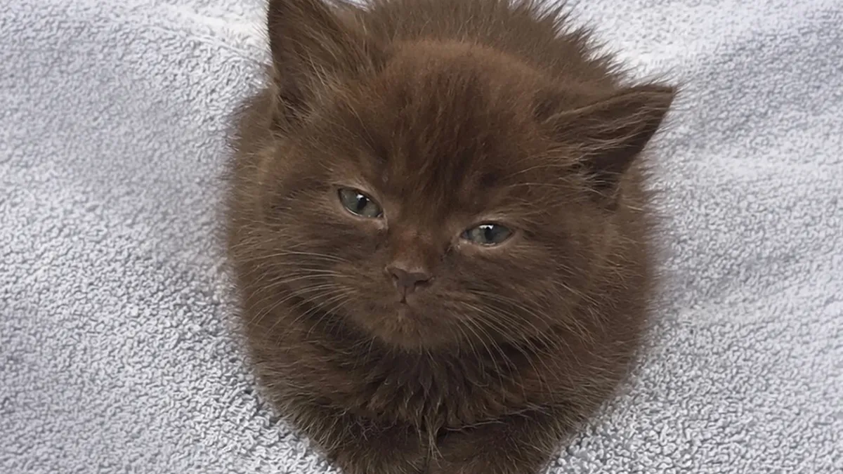 This Page Shared 21 Cats That Look Remarkably Similar To Everyday Foods