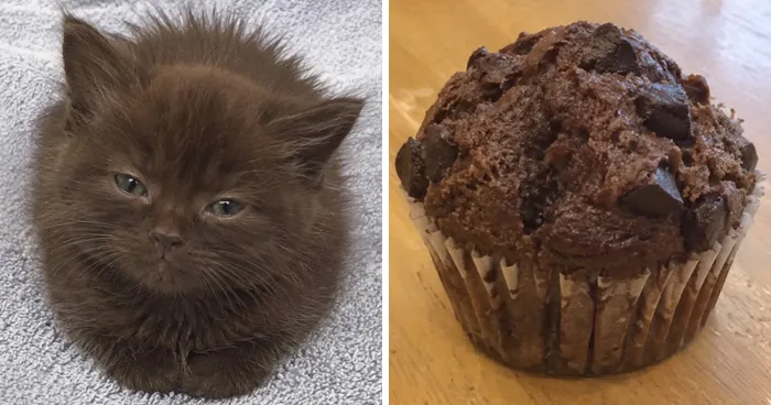 This Page Shared 21 Cats That Look Remarkably Similar To Everyday Foods