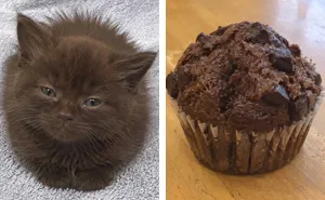 This Page Shared 21 Cats That Look Remarkably Similar To Everyday Foods