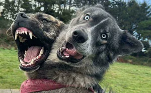 80 Perspective Photos Leave People Guessing Until They Notice One Tiny Detail In The Frame