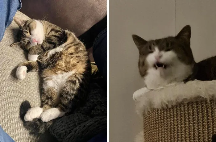 Majestic tabby cat sleeping peacefully and same cat making funny face on cat tower