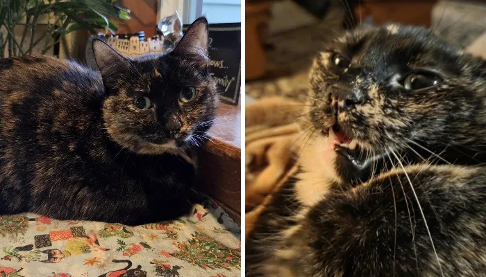 Beautiful tortoiseshell cat resting by window next to goofy closeup of same cat's face