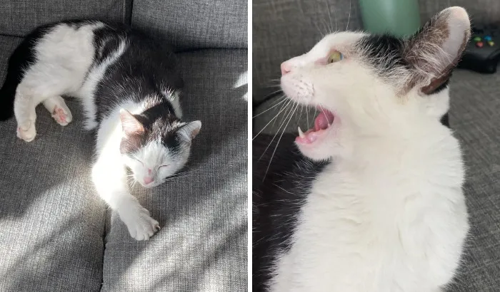 Majestic white and black cat sleeping and yelling beside each other on a couch