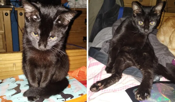 Black cat sitting neatly and the same cat sitting awkwardly on a bed