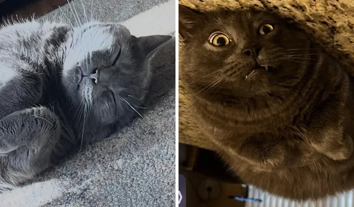 Gray cat sleeping peacefully with contrasting amusing surprised expression