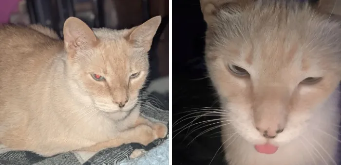 Regal cream-colored cat with piercing eyes and funny cat with tongue out close-up