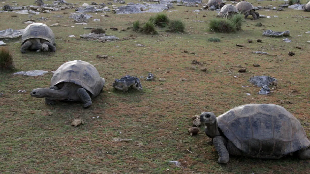 Giant Tortoises Now Outnumber The Entire Human Population Of This Nation By A Mind-Boggling Margin