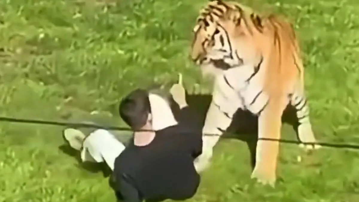 Man’s Final Moments Before Entering Tiger Enclosure Revealed As Witness Recalls Bizarre Behavior