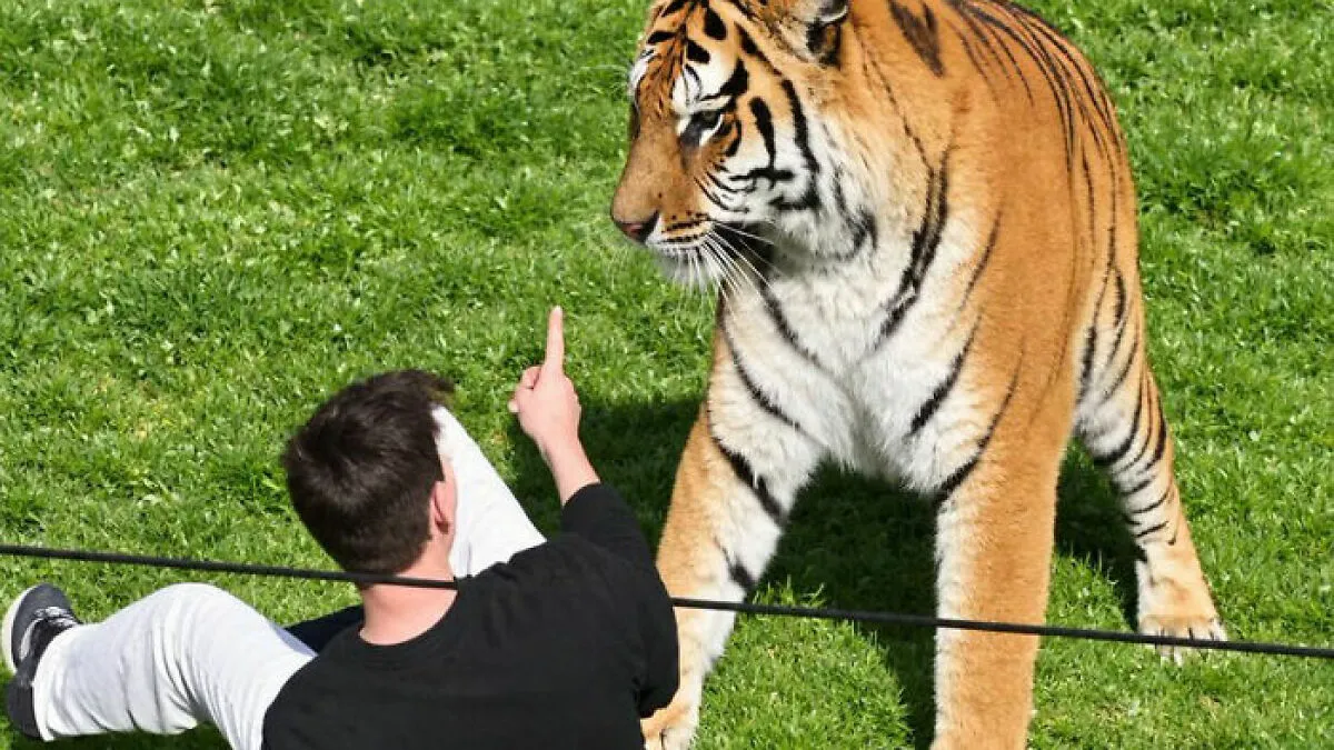 New Witness Accounts Reveal Chilling Details Surrounding Man’s Final Moments At Tiger Enclosure