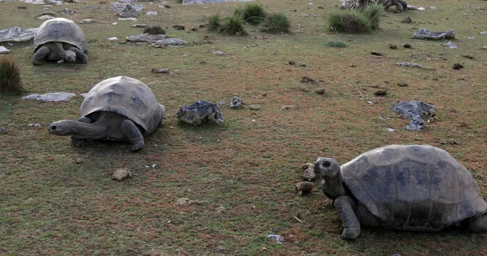 Giant Tortoises Now Outnumber The Entire Human Population Of This Nation By A Mind-Boggling Margin