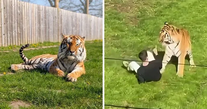 Man’s Final Moments Before Entering Tiger Enclosure Revealed As Witness Recalls Bizarre Behavior