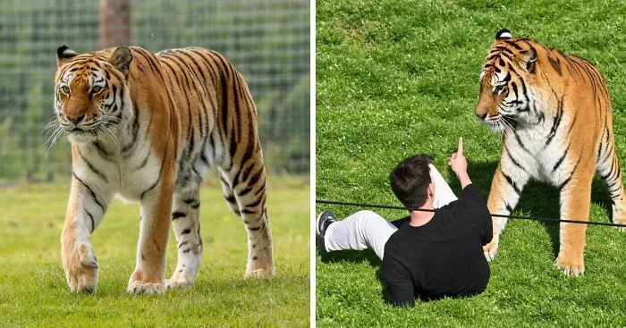 Salen a la luz nuevos detalles sobre los últimos momentos de este hombre que murió tras arrojarse al recinto de un tigre
