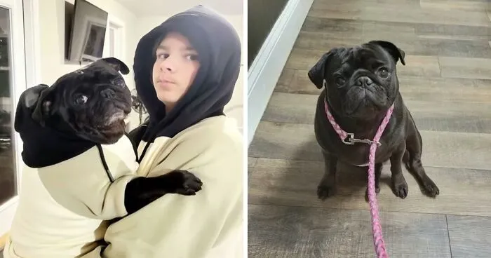 Family Accuses Vet Employee Of Secretly Taking Dog Home After They Paid To Put It To Sleep