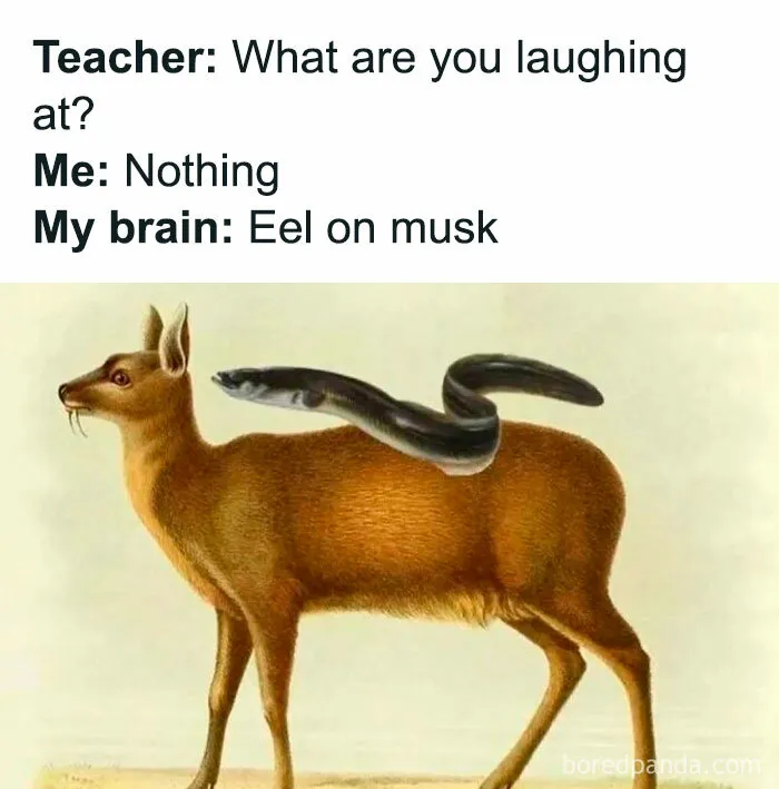 A hilarious history meme showing an eel on a musk deer illustrating a silly pun