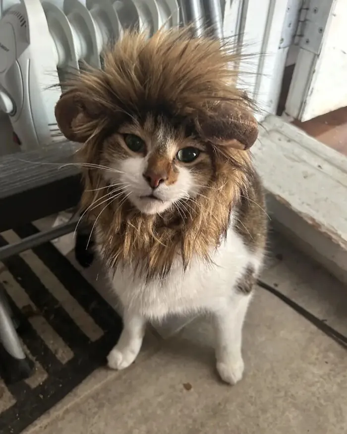 Cat wearing a furry lion mane hat as a cute pet Halloween costume indoors.