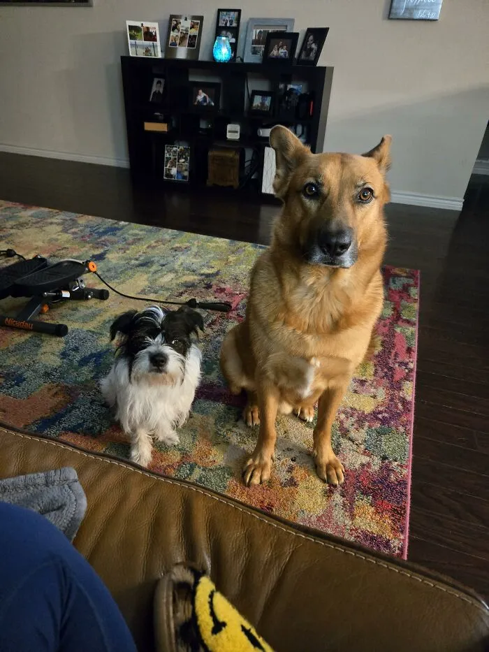 Two dogs sitting on colorful rug inside house near furniture