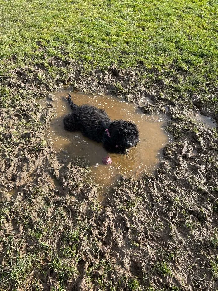 Black curly dog sitting in muddy puddle outdoor playing